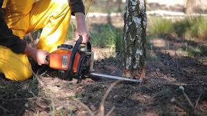 Best Commercial Tree Services  in Dunbar, SC