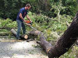 Best Utility Line Clearance  in Dunbar, SC