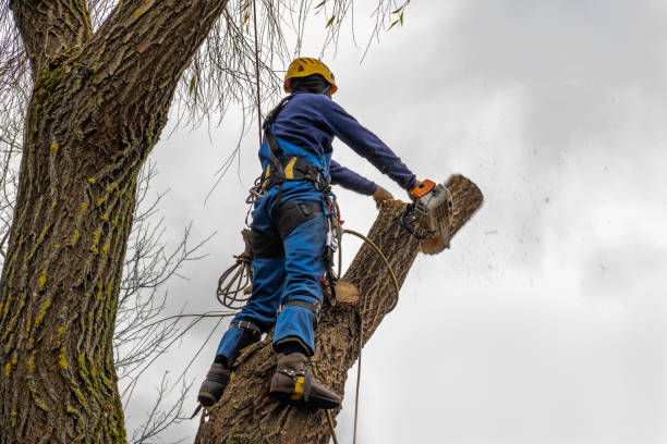 Best Tree Removal Service  in Dunbar, SC