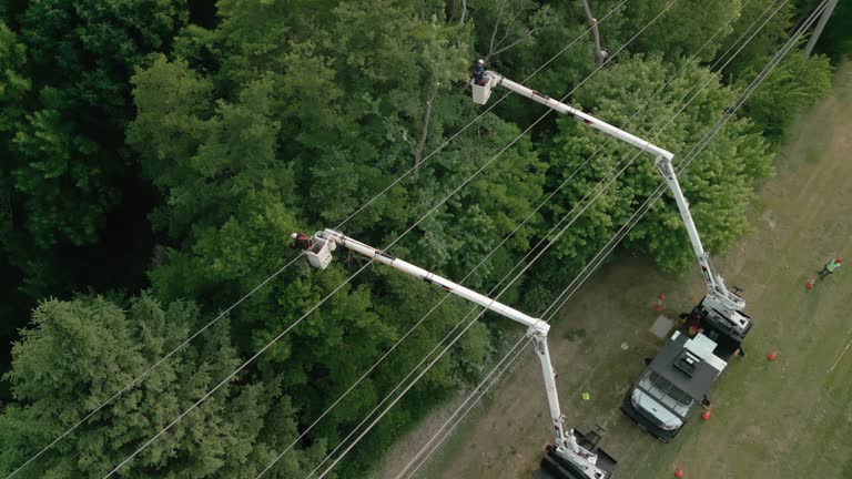 Best Root Management and Removal  in Dunbar, SC