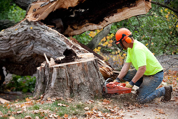 Best Tree Risk Assessment  in Dunbar, SC